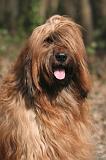 BRIARD 219
